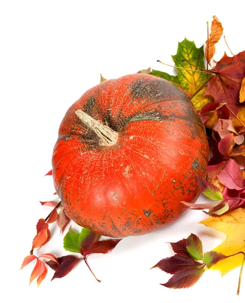 Red ripe pumpkin and multicolor autumn leaves — Stock Photo, Image