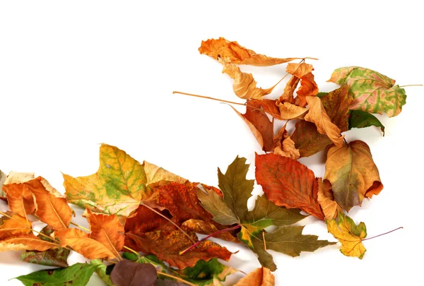 Hojas secas de otoño. Aislado sobre fondo blanco —  Fotos de Stock