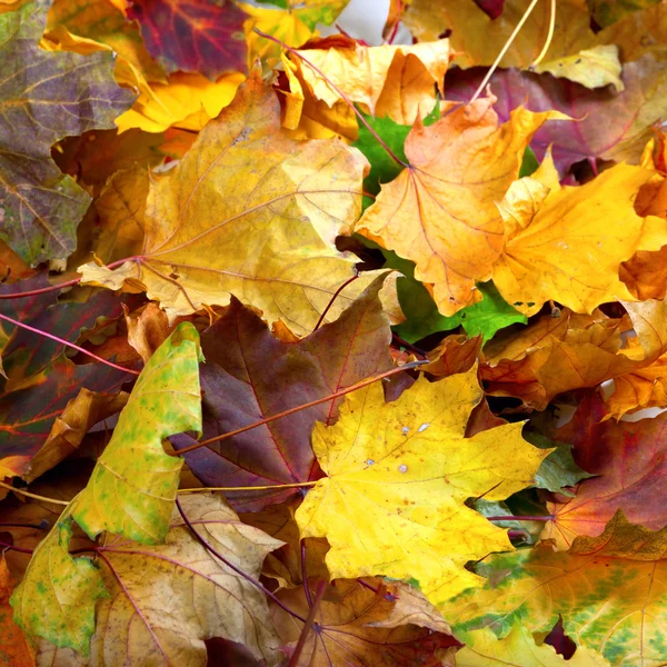 Autumn dry maple leafs — Stock Photo, Image