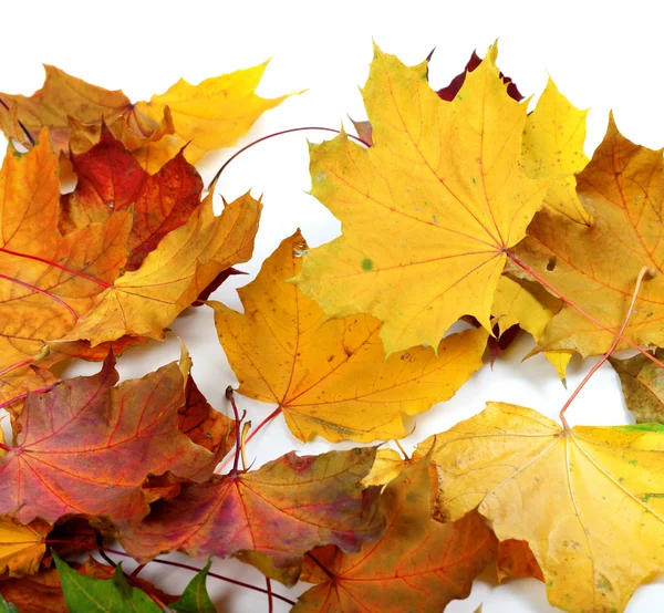 Осень сухой клен листья — стоковое фото