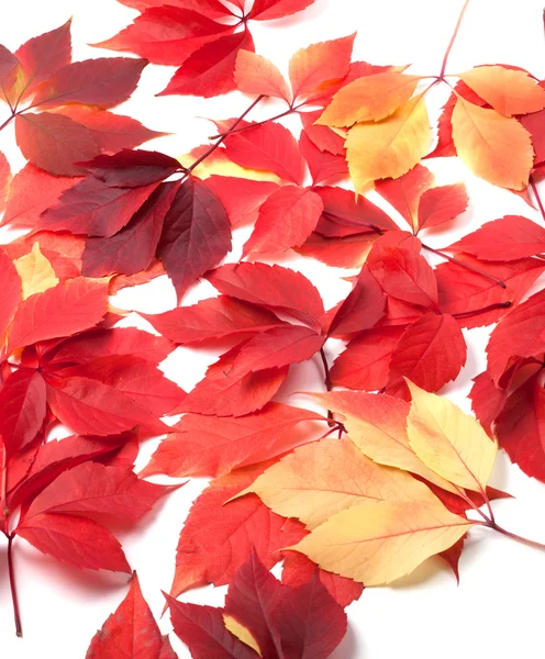 Scattered autumn red leaves on white background — Stock Photo, Image