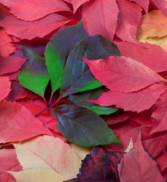 Achtergrond van herfstbladeren — Stockfoto
