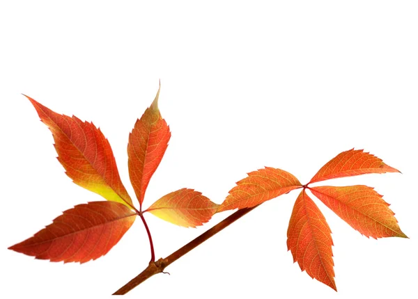 Orange autumnal twig of grapes leaves (Parthenocissus quinquefol — Stock Photo, Image