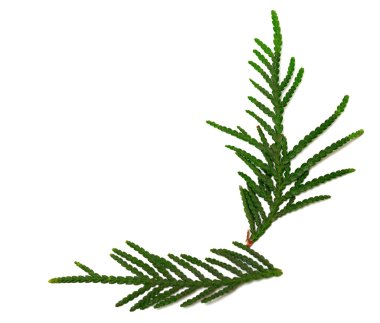 Mazı (bitki) beyaz zemin üzerine yeşil twigs