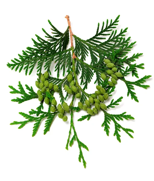 Green twig of thuja with cones — Stock Photo, Image