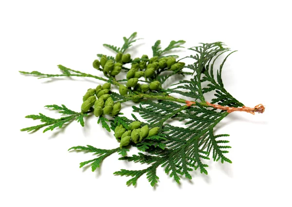 콘과 함께 thuja 녹색 나뭇가지 — 스톡 사진