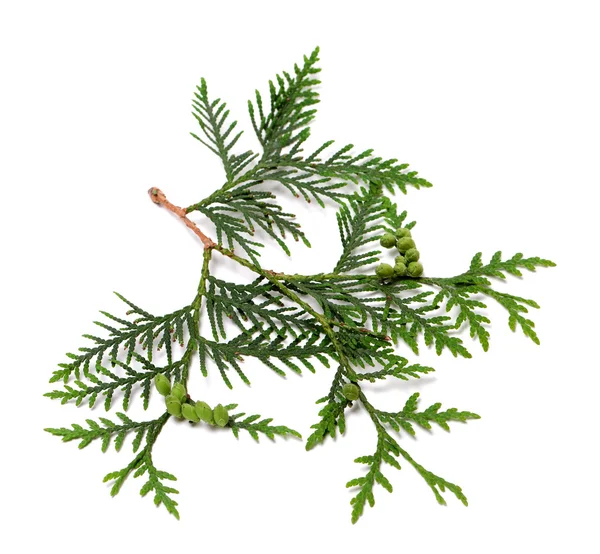 Ttwig of thuja with green cones — Stock Photo, Image