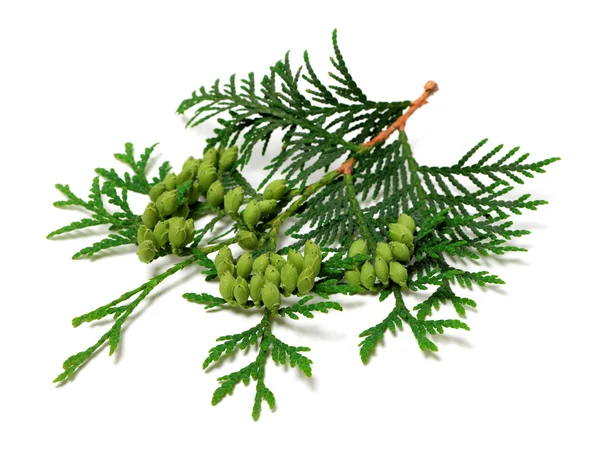 Galho verde de thuja com cones em fundo branco — Fotografia de Stock