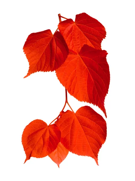 Kırmızı tilia yapraklar — Stok fotoğraf