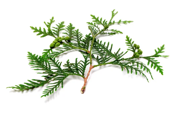 Green twig of thuja with cones on white background — Stock Photo, Image