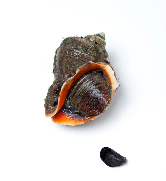 Veined rapa whelk and small mussel — Stock Photo, Image