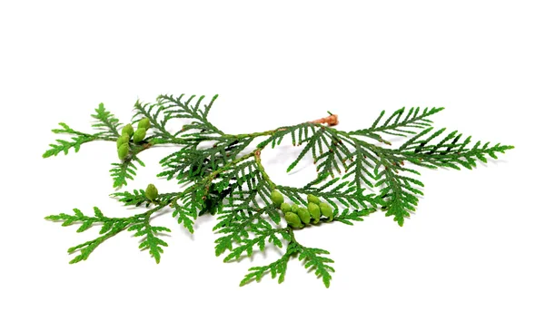 Green twig of thuja with cones on white — Stock Photo, Image