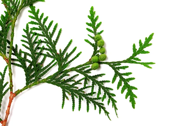 Green twig of thuja with cones — Stock Photo, Image