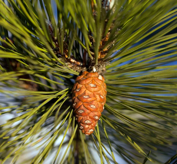 Pine cone. Close-up view. — Stock Photo, Image