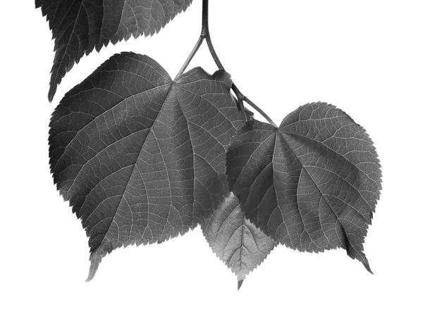 Black and white linden-tree leafs — Stock Photo, Image
