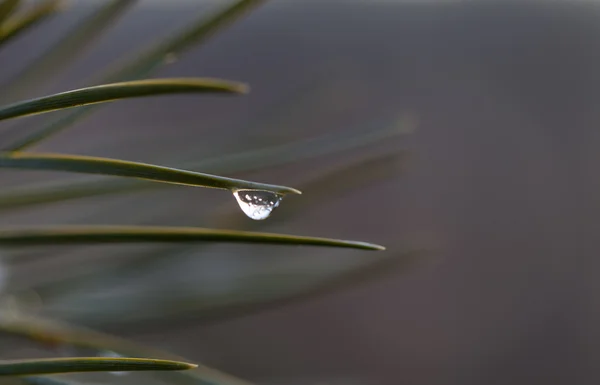 Gota de água na agulha do pinho — Fotografia de Stock