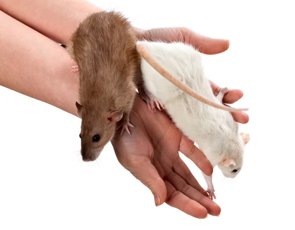 White and brown rats on hands — Stock Photo, Image