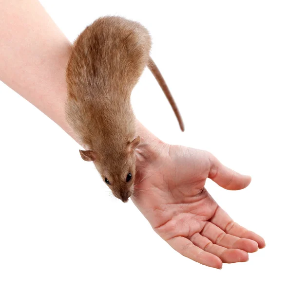 Brown rat on hands — Stock Photo, Image