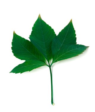 Yeşil asması yaprak