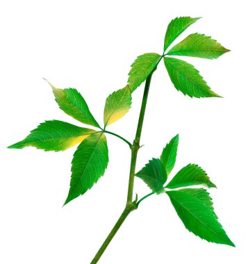 Üzüm yaprakları Şubesi