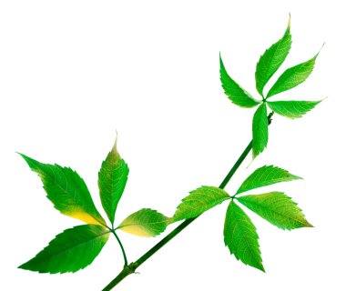 (Parthenocissus quinquefolia yeşillik yeşil dal üzüm yaprakları