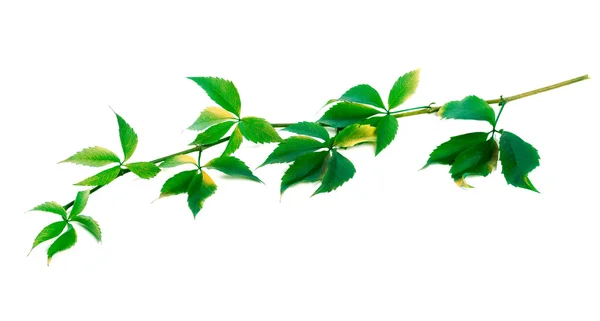 Πράσινο κλωνάρι σταφυλιών αφήνει (Parthenocissus quinquefolia φύλλωμα — Φωτογραφία Αρχείου
