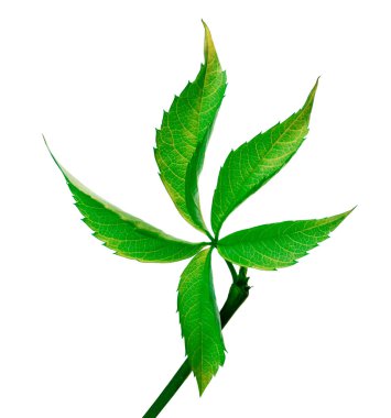 Yeşil üzüm yaprağı (Parthenocissus quinquefolia yeşillik)