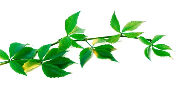 Green branch of grapes leaves (Parthenocissus quinquefolia folia — Stock Photo, Image