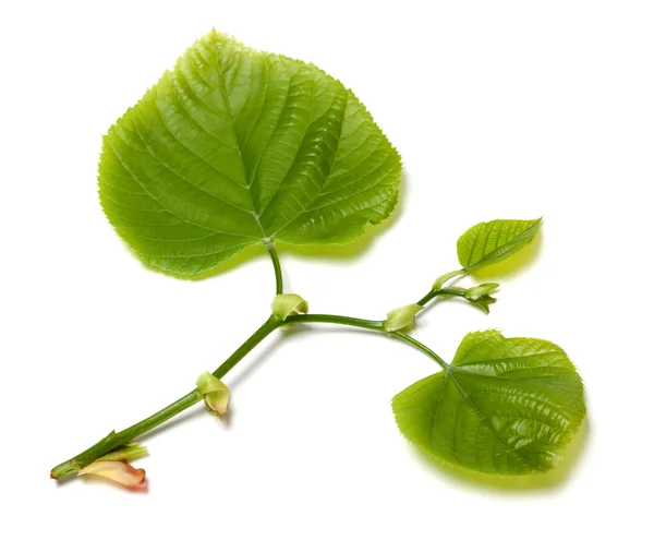 흰색 바탕에 녹색 린든 나무 leafs. — 스톡 사진
