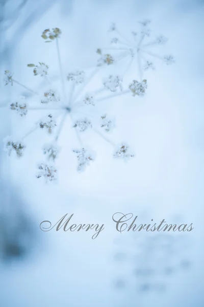 Christmas greeting card — Stock Photo, Image