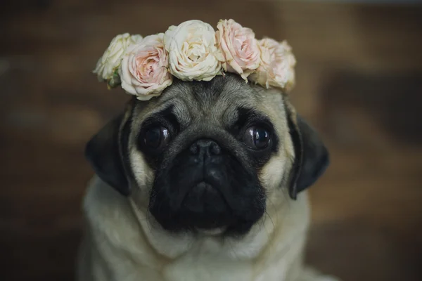 Şirin pug yavrusu — Stok fotoğraf