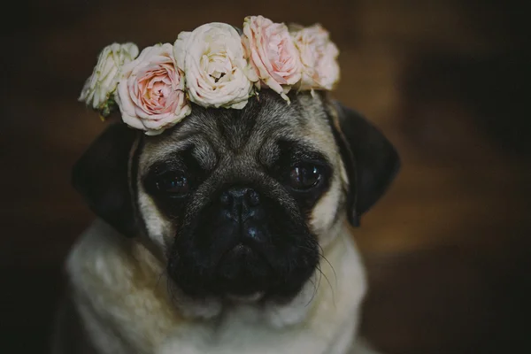 Şirin pug yavrusu — Stok fotoğraf