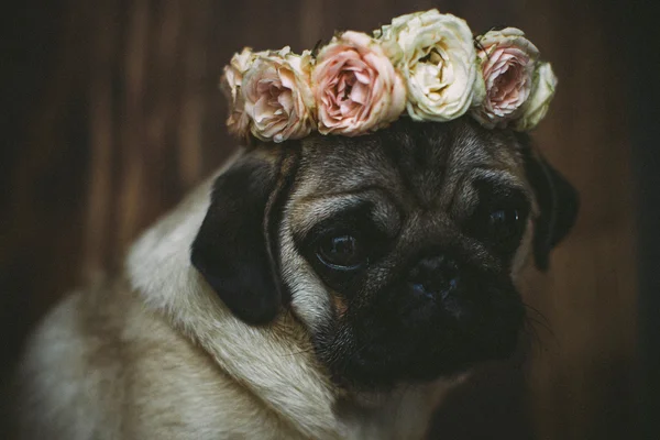 Şirin pug yavrusu — Stok fotoğraf