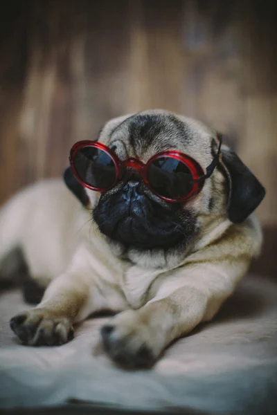 Pug puppy in zonnebril — Stockfoto