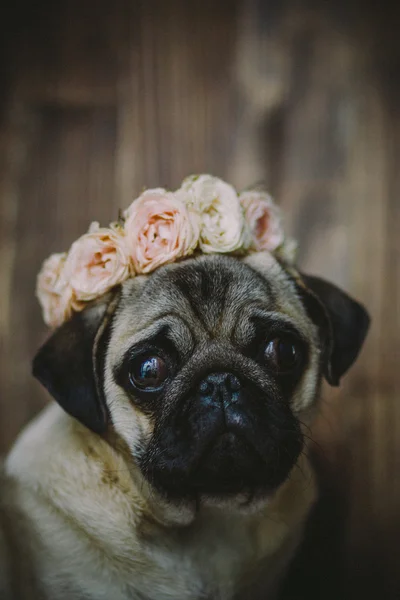Cute pug puppy Royalty Free Stock Images
