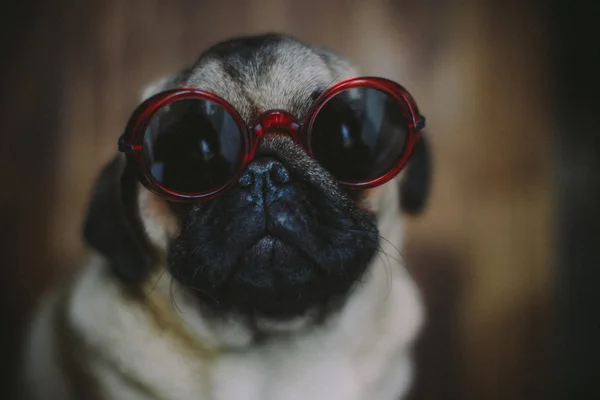 Pug puppy in zonnebril Rechtenvrije Stockfoto's