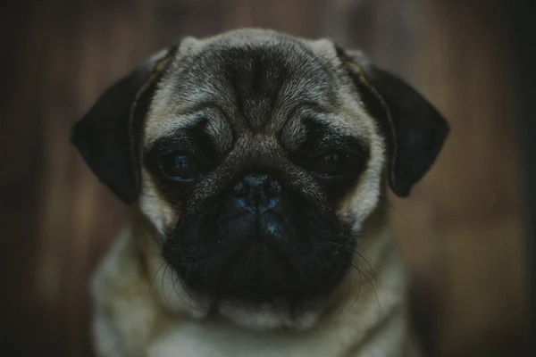 Schattig pug puppy close-up Stockafbeelding