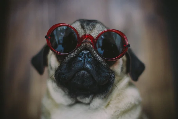 Cachorro Pug en gafas de sol Imagen de archivo