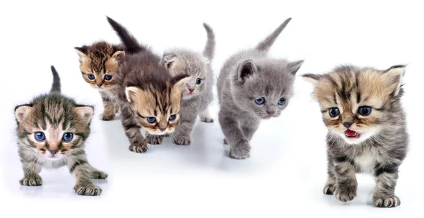 Estudio aislado retrato de gran grupo de gatitos — Foto de Stock