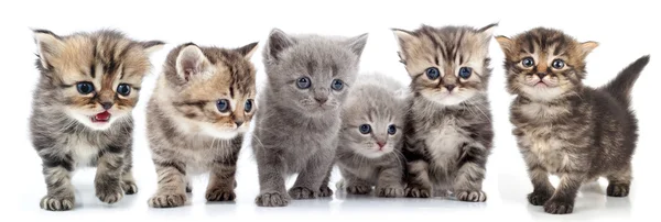 Retrato de grande grupo de gatinhos contra fundo branco Imagens Royalty-Free