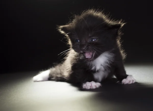 Pequeno gatinho preto e branco — Fotografia de Stock