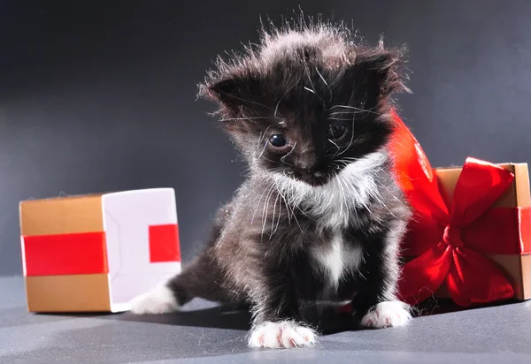 Czarny kociak z obecnych holiday box — Zdjęcie stockowe