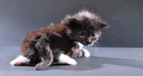 Pequeno gatinho preto e branco — Fotografia de Stock