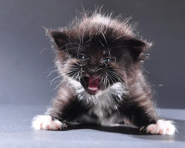 Pequeño negro y blanco gatito meowing —  Fotos de Stock