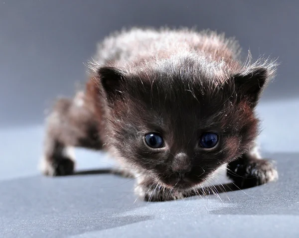 小型の黒と白の子猫 — ストック写真
