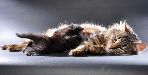 Grupo de gatitos con madre gato — Foto de Stock