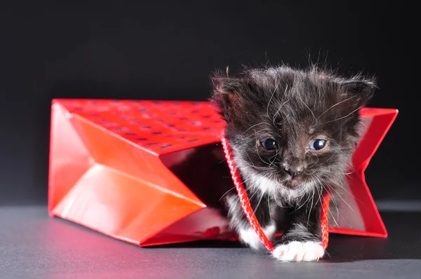 Gatito negro caminando fuera de bolsa de regalo —  Fotos de Stock