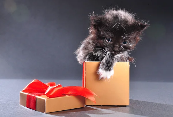 Gatito negro de presente caja de vacaciones — Foto de Stock