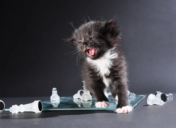 Meowng kattunge på glas schackbräde med bitar — Stockfoto