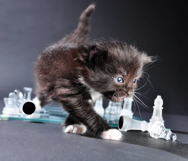 Gatinho no tabuleiro de xadrez de vidro com peças — Fotografia de Stock